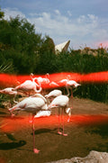 Flamingos